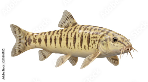 Detailed loach fish isolated on transparent background