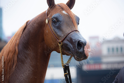 Elegant Arabian horse portrait with refined features and decorative bridle, photographed at an equestrian event with a blurred crowd in the background.