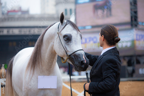 Portrait of a gray Arabian horse with expressive eyes and elegant bridle at an outdoor equestrian event, with a blurred crowd in the background.
