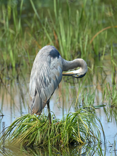 Heron bends down to preen itself.