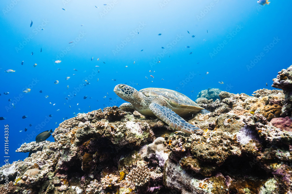 Obraz premium Tropical underwater landscape featuring a green sea turtle and vibrant corals