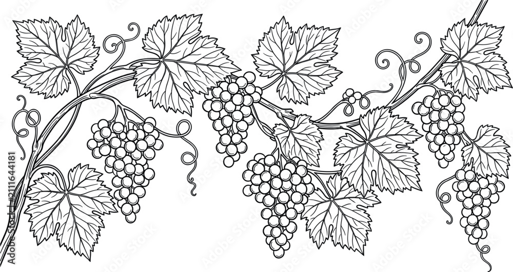 Obraz premium Vintage grapevine branch border vector illustration isolated on white background hand drawn black frame element with grapes bunches and leaves for wine label design