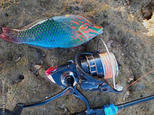 Obraz na plátne the beatuful marine ornamental fish that was successfully caught