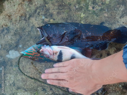 Obraz na plátne the beatuful marine ornamental fish that was successfully caught