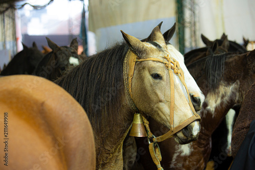 Portrait of a Criollo horse wearing traditional tack, representing South American equestrian culture, rural heritage and the strong connection between horses and gaucho traditions.