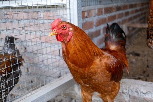 Quadro su tela Vibrant Red Rooster in a Farm Coop Setting