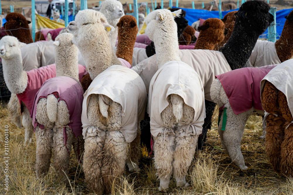 Fototapeta premium Group of freshly shorn alpacas wearing colorful coats seen from behind in a rural pen