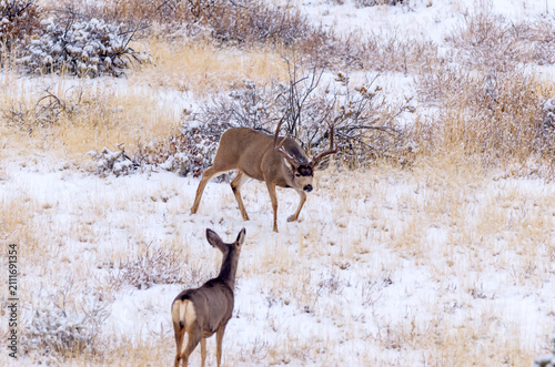 Quadro su tela Mule Deer buck and doe in November