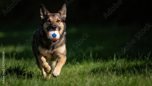 Konstfotografi Energetic dog with squeaky toy ball running through green gr