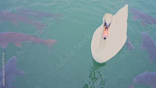 White swan swimming in lake water with fish, aquatic animal concept