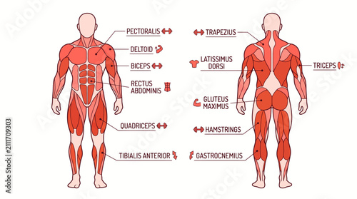 Comprehensive Educational Infographic Displaying Human Muscular Anatomy and Major Muscle Groups for Fitness and Physical Training Reference
