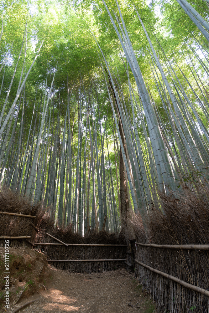 Fototapeta premium japan kyoto Arashiyama summer green 