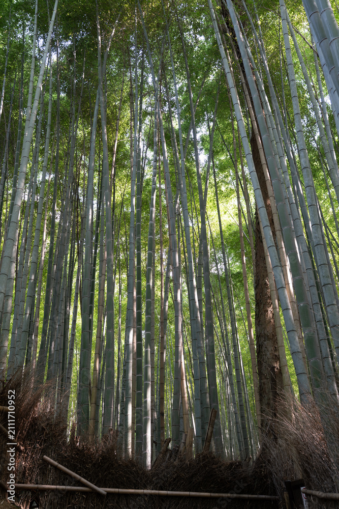 Fototapeta premium japan kyoto Arashiyama summer green 