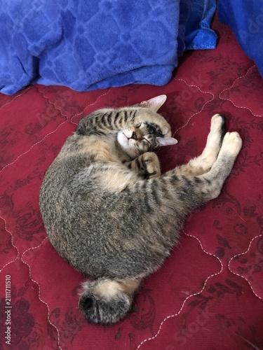 Konstfotografi A cute tabby cat with a fluffy American bobtail and funny pose is curled up and sleeping on a red quilted bed