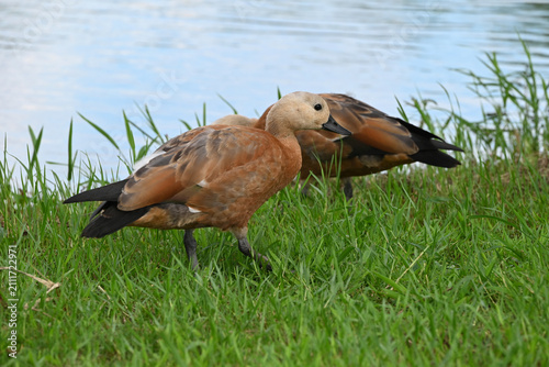 Two ruddy shelducks forage on a vibrant green grassy bank, with a serene water surface visible in the background