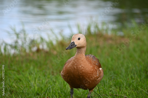 Two ruddy shelducks forage on a vibrant green grassy bank, with a serene water surface visible in the background