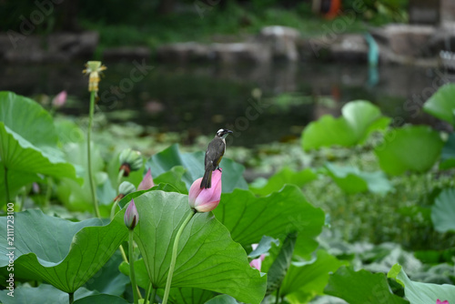 A small, white-headed bird stands gracefully on a pink lotus bud in the garden
