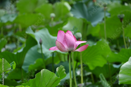 A pink lotus flower blooms elegantly amidst a dense backdrop of lush green leaves in a tranquil pond setting