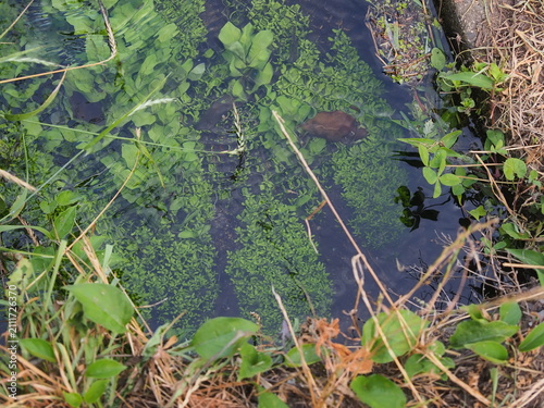 水に浮かぶ水草