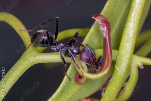 Cuadro en lienzo Southern Meat Ants Tending Sap Feeding Nymphs