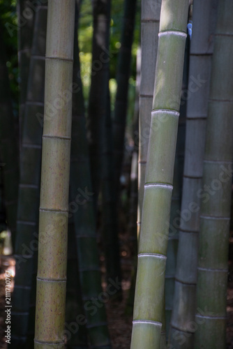 竹林