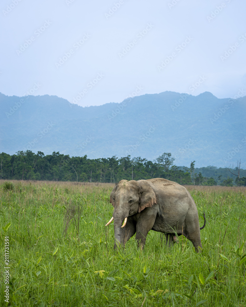 Fototapeta premium Indian elephants in Assam roaming in Manas and Kaziranga national parks, India