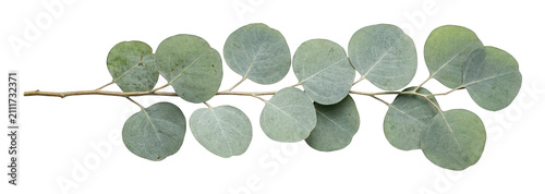 Fresh eucalyptus branch with soft round blue-green leaves, botanically detailed, isolated transparent background image