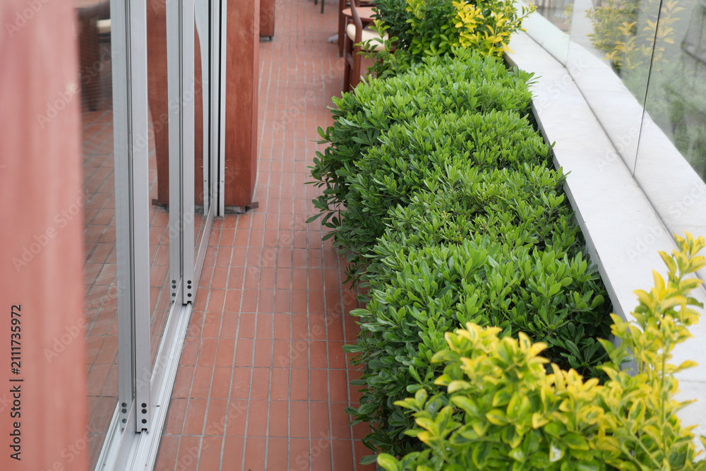 Obraz premium Green plants line a walkway near glass doors