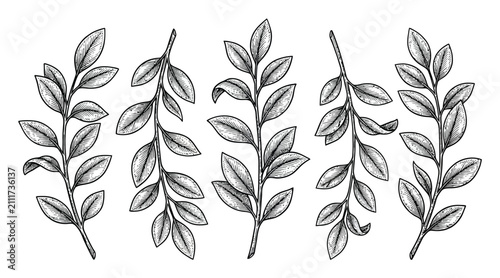 Bild auf Leinwand 装飾的な葉付き植物の枝5本の手描きセット