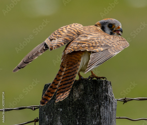 фотографія American kestrel
