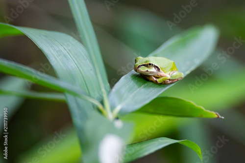 Close-up of Japanese tree frog on a grass blade.