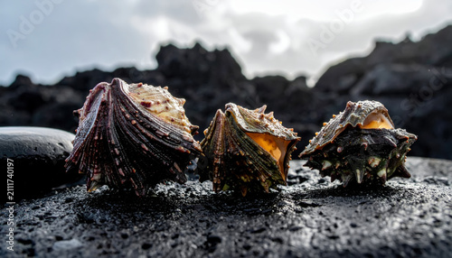 Three spiny sea snails resting on dark volcanic rock near the ocean