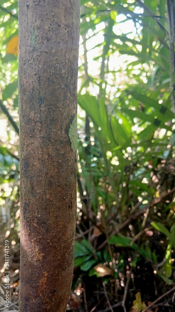 Fototapeta premium Tree Bark Texture Detail with Lichen on a Tropical Forest Stem in Natural Sunlight
