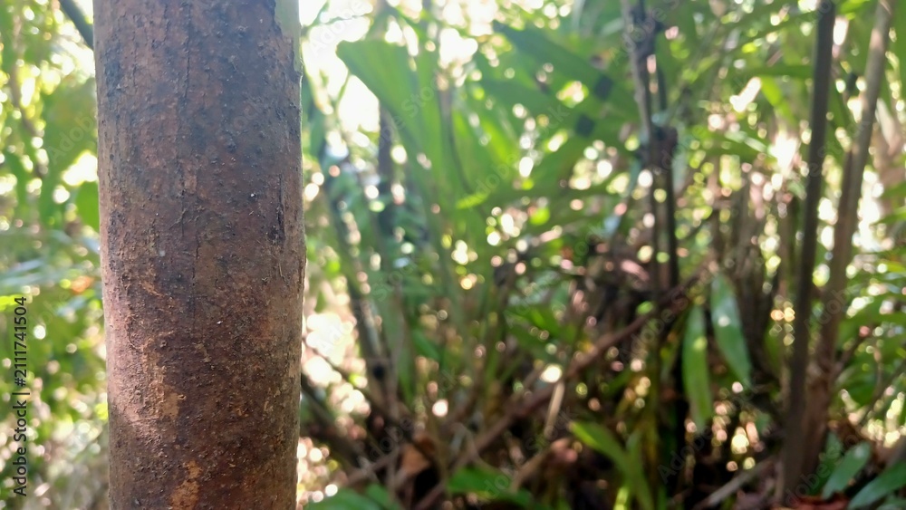 Fototapeta premium Tree Bark Texture Detail in a Lush Tropical Forest with Natural Soft Sunlight