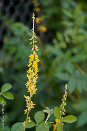 Fotografie Melilotus altissimus common names are Tall sweet clover, Tall melilot, Ribbed melilot