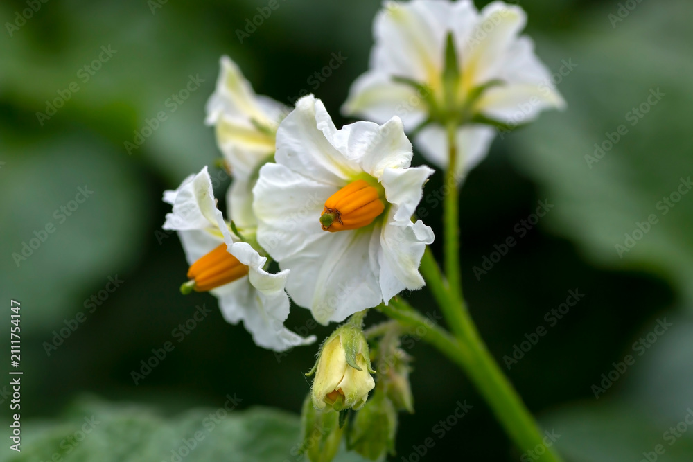 Obraz premium bright delicate white potato flower macro