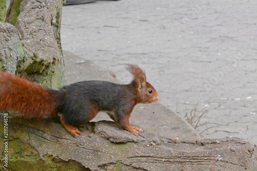 Curious squirrel in a city park in a natural environment