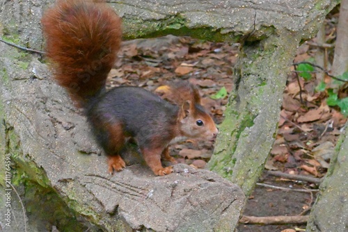 Curious squirrel in a city park in a natural environment
