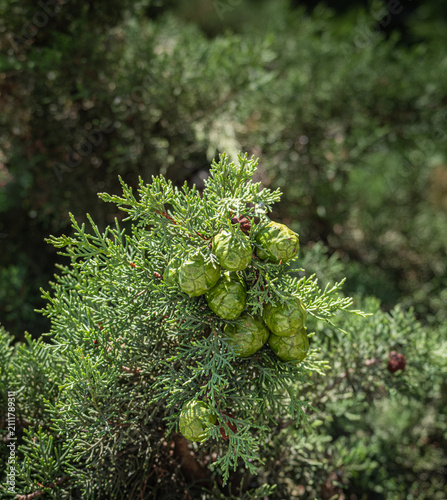 Thuja tree branches, leaves, and new cones. Thuja orientalis. Many young cones on a green cypress tree.