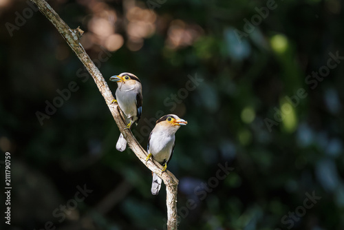 A pair of Silver-breasted Broadbills, Serilophus lunatus, perch on a slender branch, each carrying insects in their bills before returning to feed their nestlings, intimate moment, parental care