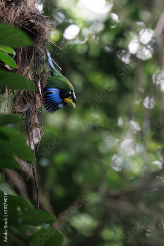 Long-tailed Broadbill, Psarisomus dalhousiae, flies away from its hanging nest in tropical forest, colorful bird captured in mid-flight during breeding season, striking plumage, natural habitat