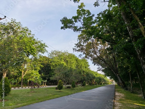 Cuadro en lienzo Tree Lined Asphalt Pathway in a Lush Green Urban Park on a Sunny Day