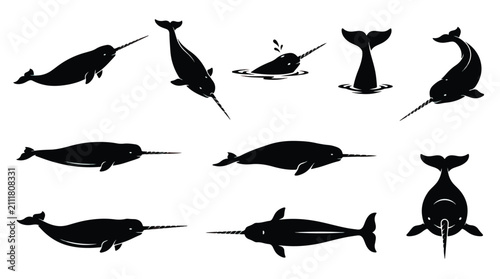 Orca whale vector icon set. Swimming, breaching, and diving poses. Minimalist black silhouettes for marine life education.