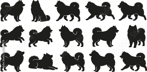 Obraz na płótnie Samoyed, spitz, dog, silhouette, vector, set, collection, standing, sitting, run