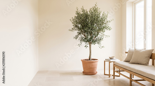 Minimalist interior with olive tree in terracotta pot and armchair