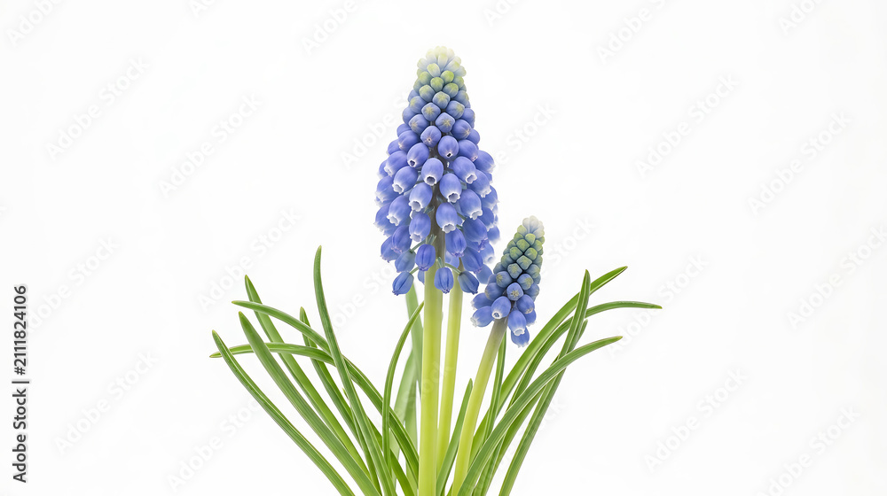 Fototapeta premium Beautiful Blue Grape Hyacinth Flowers Isolated on White Background
