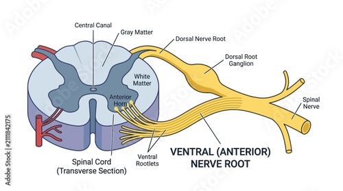 Foto Spinal Cord Transverse Section Anatomy Infographic