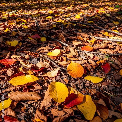 Vibrant autumn leaves covering forest floor with golden with reddish tones scattered across natural forest ground scattered twigs branches carpet fallen autumn warm golden orange