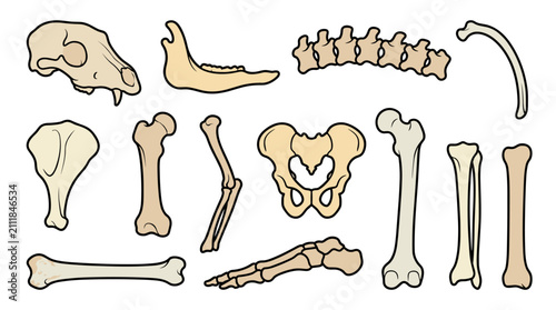 Collection of Various Animal Bones and Skeletons.