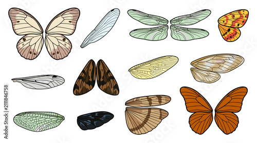 Various Butterfly Wing Illustrations in Different Colors and Patterns.